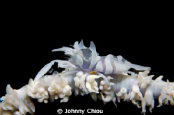 Zanzibar Shrimp can be found on sea whips aka Whip coral ... by Johnny Chiou 